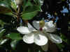 magnolia_mvc-001S.jpg (124114 bytes)