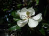 magnolia_mvc-002S.jpg (114957 bytes)