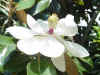 magnolia_mvc-003S.jpg (121878 bytes)