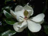 magnolia_mvc-004S.jpg (106066 bytes)
