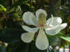 magnolia_mvc-005S.jpg (117729 bytes)