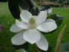 magnolia_mvc-006S.jpg (139796 bytes)